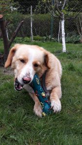 18618504_10211764711744676_2134495698_o