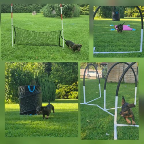 NOWOŚĆ W 4 ŁAPKACH – TRENINGI HOOPERS